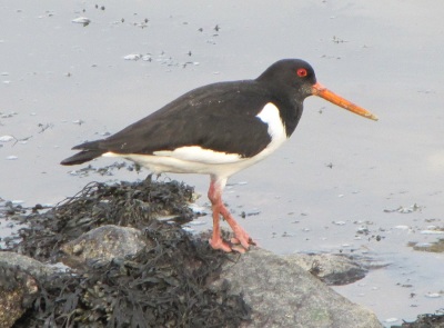 Austernfischer Wattenmeer Nordsee