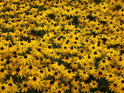 Gelber Sonnenhut Rudbeckia