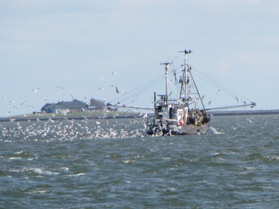 Krabbenkutter Hallig Möwen Canon