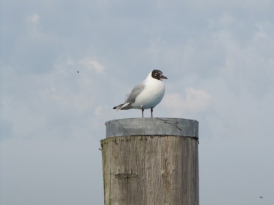 Lachmoewe Dalben
