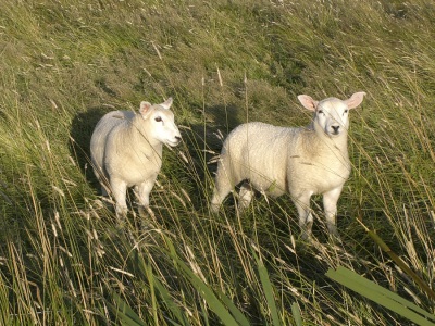 Lamm Lämmer Marsch
