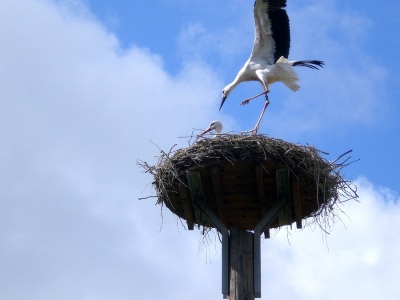 Landung Storch Nest