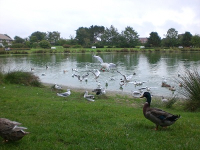 Meere Nieblum Möwen Enten