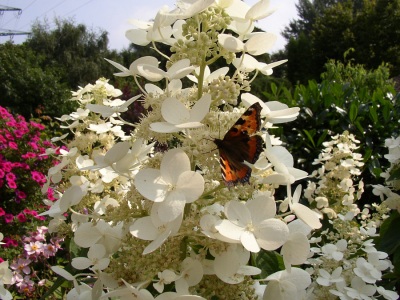 Rispenhortensie Falter