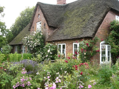 Rosen Reetdach Friesenhaus Bauerngarten Oldsum