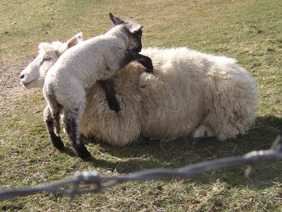 Schaf Lamm Deich