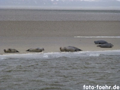 Seehunde Sandbank