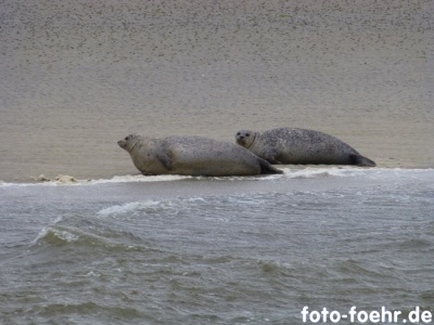 Seehunde
