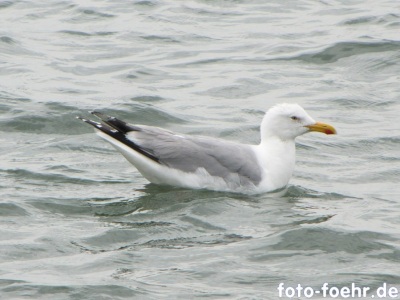Silbermoewe Nordsee