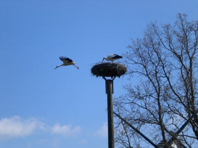 Stoerche Nest Abflug