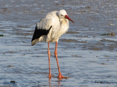 Storch im Winter