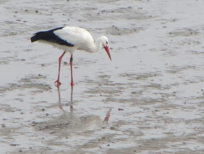 Storch Wattenmeer