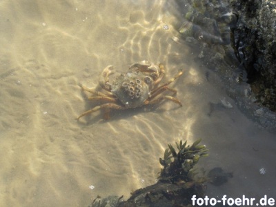 Strandkrabbe