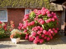 Hortensie Hydrangea