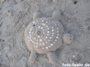 sandfiguren strand