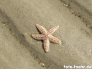seestern