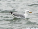 Silbermoewe Nordsee