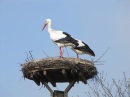 Storch Nest Mühlenpark