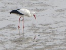 Storch Wattenmeer